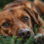 Futtermittelallergie beim Hund: Symptome, Diagnose und Behandlung