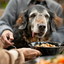 Optimale Ernährung für Ihre Seniorhunde: Ein Leitfaden zu Hundefutter im Jahr 2024